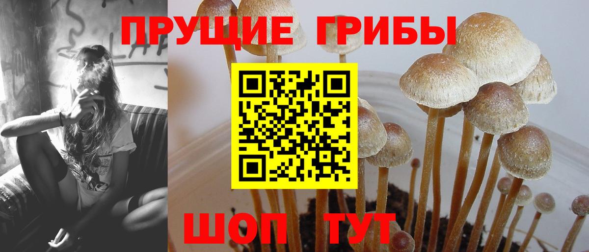 Галлюциногенные грибы Cubensis Кувандык